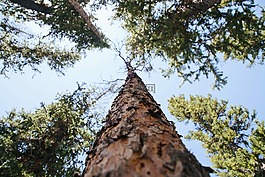 樹皮,分支機(jī)構(gòu),低角度拍攝