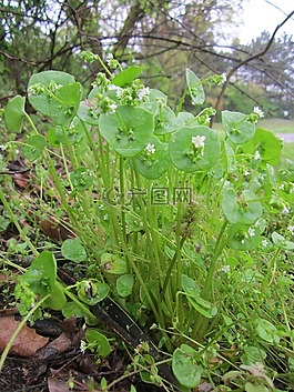 claytonia perfoliata,油麥菜,春美