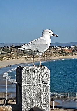 鷗,海,鳥(niǎo)
