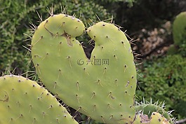 仙人掌,花椒梨,荊棘