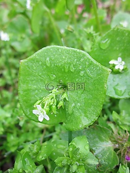 claytonia perfoliata,油麥菜,春美