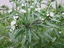 buglossoides荬,现场紫草,玉米紫草