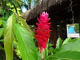 花卉,紅色,熱帶