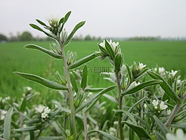 buglossoides荬,现场紫草,玉米紫草
