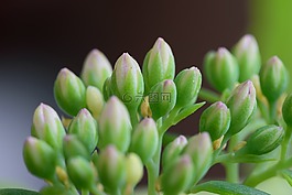 布魯姆,植物群,花卉