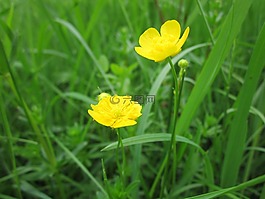 茛acris,草甸毛茛,高大的毛茛