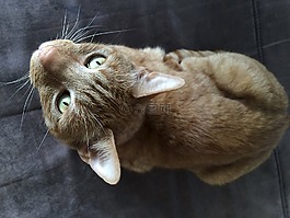 動物,寵物,家貓