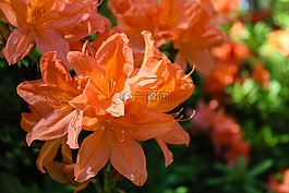 杜鵑,花,自然