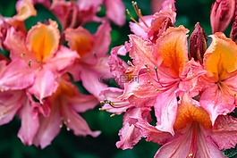 杜鵑,花,自然