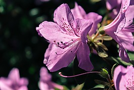 杜鵑,花,自然