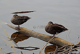 鴨子,湖,睡眠