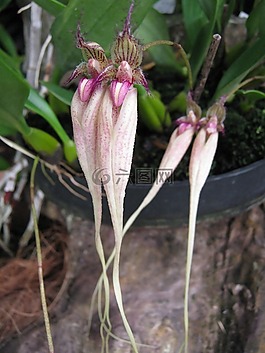 蘭花,丁香,花的