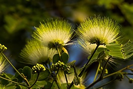 相思樹,開花,黃色花