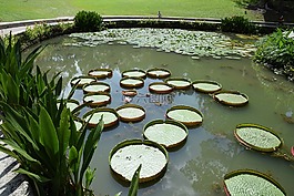 池,植物園,自來水廠