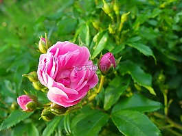 花,玫瑰,芽