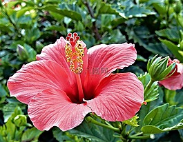 紅色,槿,花