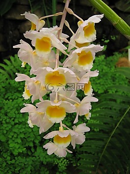 蘭花,花的,植物