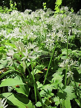 葱属 ursinum,葱头,buckrams