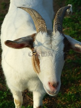 山羊,號角,動物