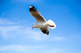 動(dòng)物,禽,鳥(niǎo)