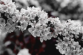 蘋果樹,開花,鮮花