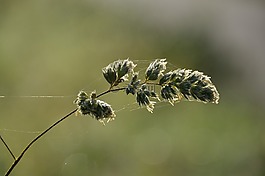 草地,旋會(huì),一滴水