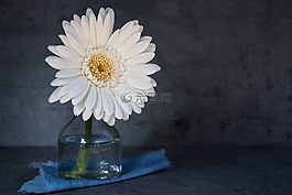 非洲菊,花,開花