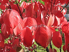 山茱萸,秋季,布什
