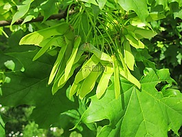 挪威楓,挪威槭,樹