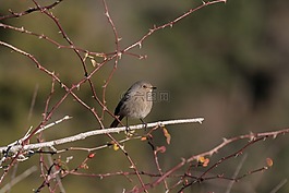 黑色紅尾鴝,phoenicurus ochruros,鳥