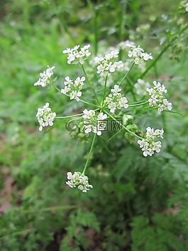 峨,牛歐芹,野生圍