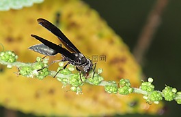 昆蟲,黃蜂,宏