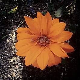 花,性質(zhì),植物