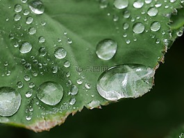 植物,自然,特寫