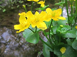 毛茛科,野花,黃色