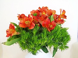 束鲜花,鸢尾科,红花