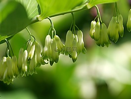 自然,植物,綠色