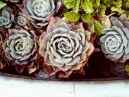 花园,植物,叶
