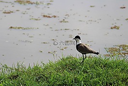 非洲,野生動物園,鳥