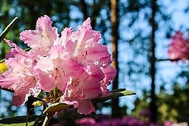 杜鵑,花,晚間