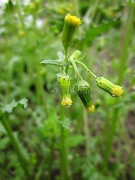 千里光,野花,植物區(qū)系