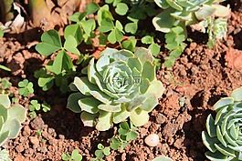 花卉,多肉植物,綠色