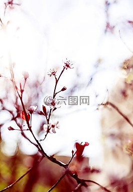 盛开,开花,分支机构