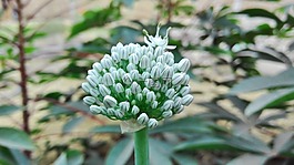 花,植物,白色的花