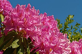 杜鵑,布什,鮮花