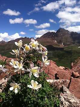 鮮花,野花,山