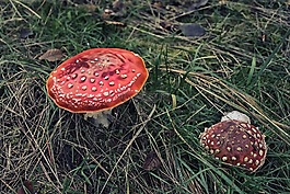 菌類,蘑菇,真菌