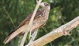 动物,ave,aguilucha