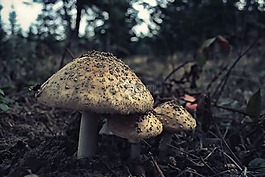 菌类,蘑菇,真菌