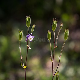 野花,花,自然